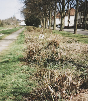Grün 2